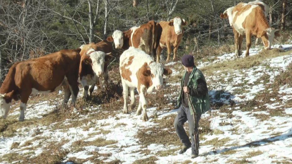 ČEKAJU DUŽE OD 50 GODINA Velika muka meštana Božetića, ne mogu da napoje više od 5.000 krava