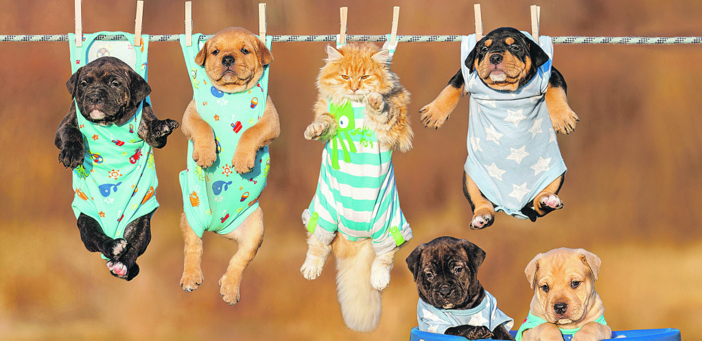 NOVI ČLAN PORODICE Nabavka psa, pogotovo ukoliko se radi o štenetu, veoma je uzbudljiv period