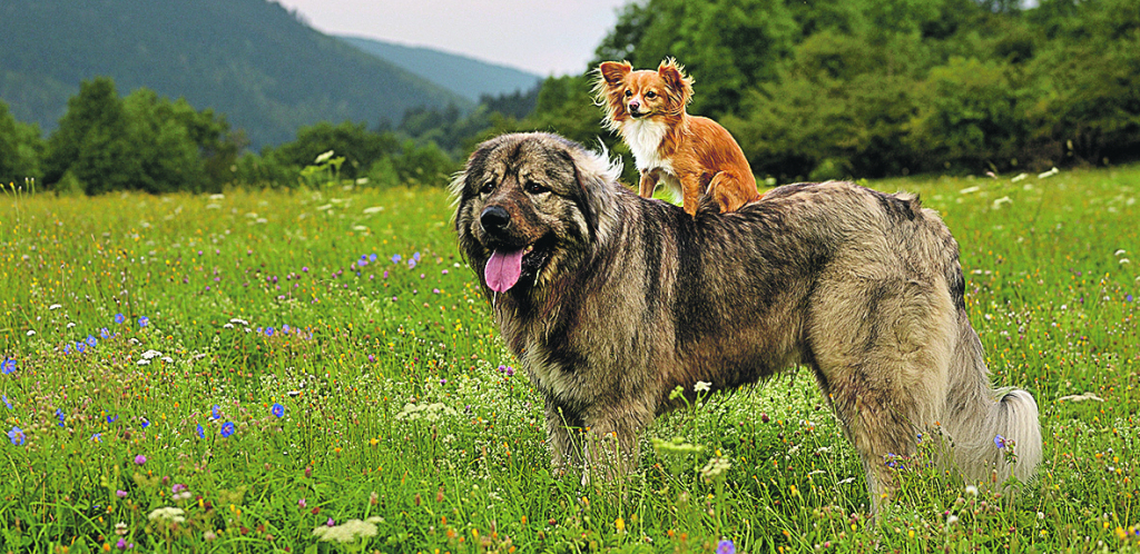 Zašto veliki psi žive kraće od malih