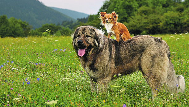 Zašto veliki psi žive kraće od malih