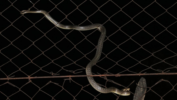 PANIKA Nezvani “navijač” uplašio gledaoce (FOTO)