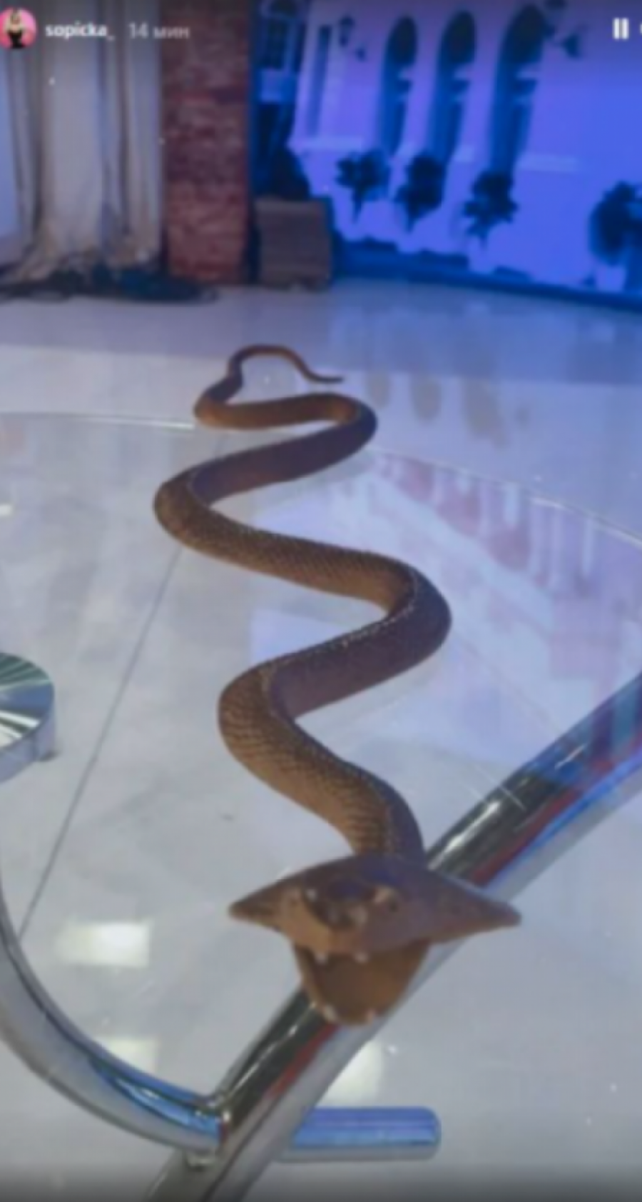 PRAVA DRAMA NA PINKU! Ivana Šopić pokazala zmiju koja se našla u emisiji! (FOTO)