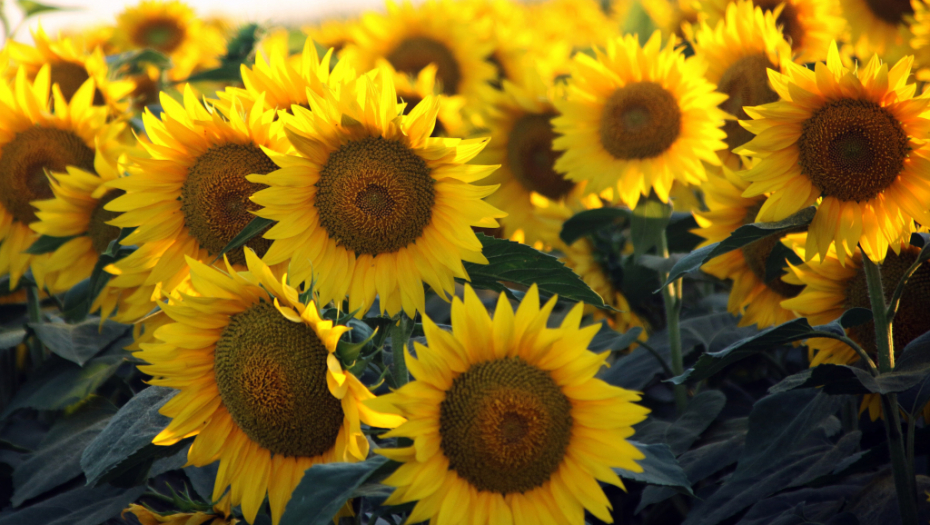 DETALJAN HOROSKOP STARIH SLOVENA Koji ste cvet i šta to govori o vama? (FOTO)