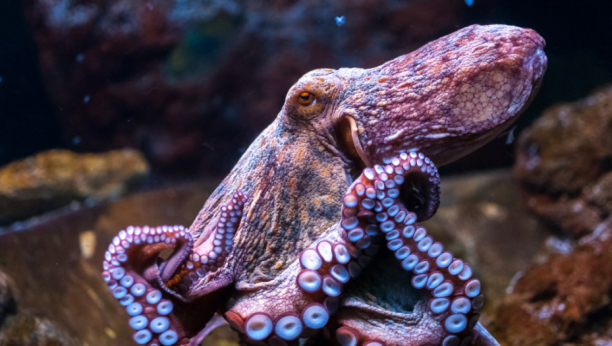 PAŽNJA! NE UZNEMIRAVAJ! Ženke hobotnice gađaju mužjake predmetima kada ih gnjave (VIDEO)
