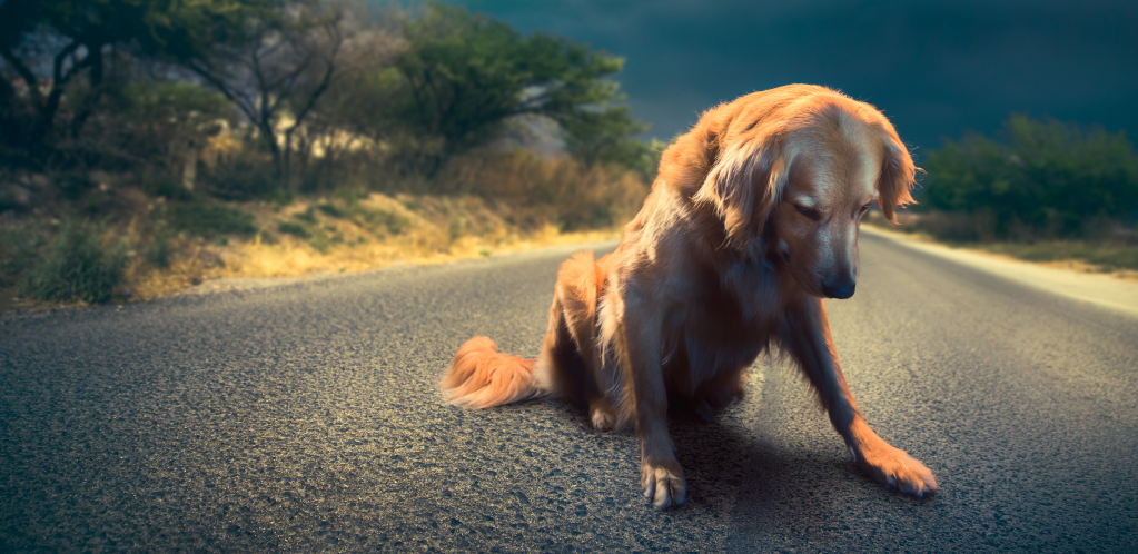 UPOMOĆ, POBEŽE MI PAS! Ukoliko vam se desi da vam ljubimac pobegne, ne paničite nego preduzmite efikasne korake