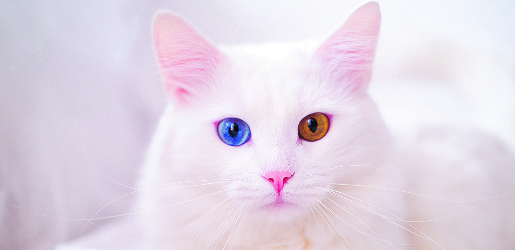 NEOBIČNA ALBINO MACA