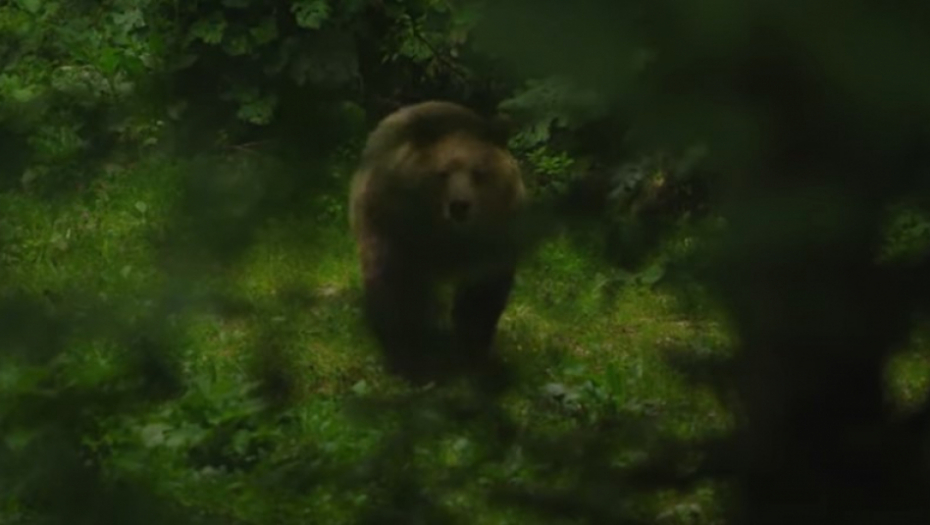 JEZIVA PRIČA! Medvedev ubio medveda i završio u komi sa strašnim povredama! (FOTO)