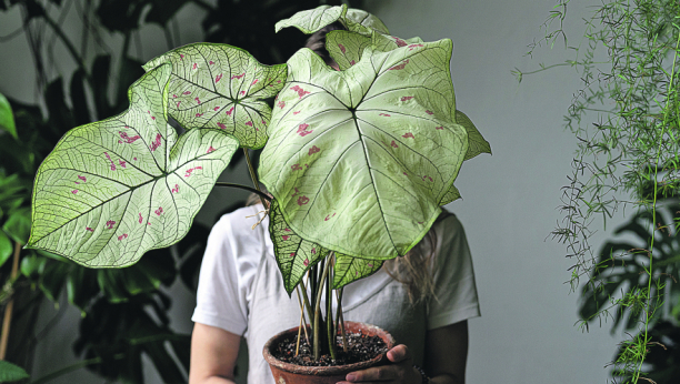 LJUBAV DO NEBA Ukoliko vas privlače biljke koje rastu do plafona, dajemo vam savete za šest najboljih