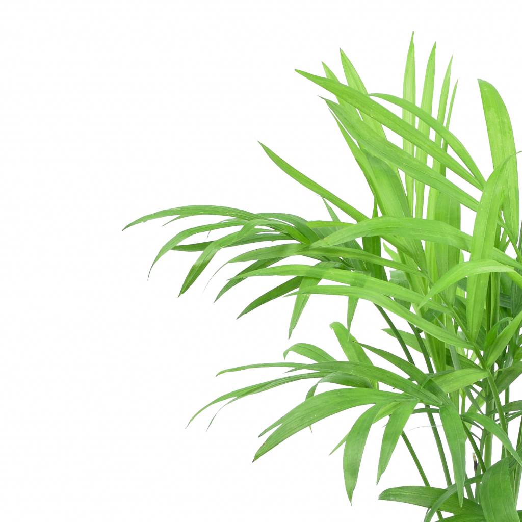 LJUBAV DO NEBA Ukoliko vas privlače biljke koje rastu do plafona, dajemo vam savete za šest najboljih