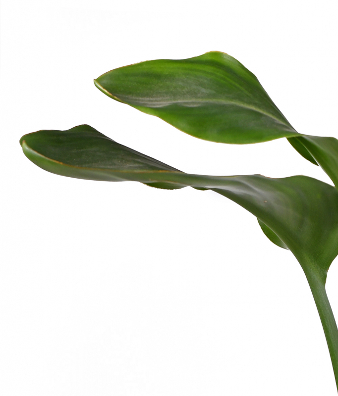 LJUBAV DO NEBA Ukoliko vas privlače biljke koje rastu do plafona, dajemo vam savete za šest najboljih
