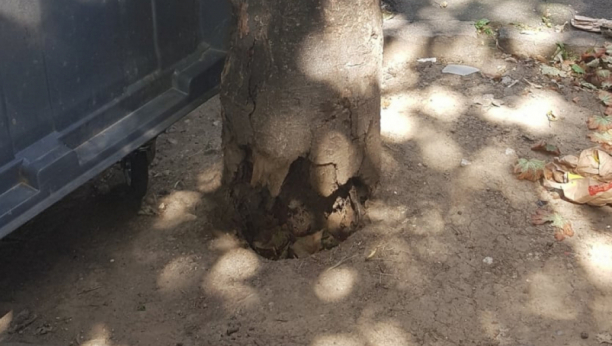 JKP ZELENILO BEOGRAD: Sutra uklanjanje trulog stabla u Nebojšinoj ulici