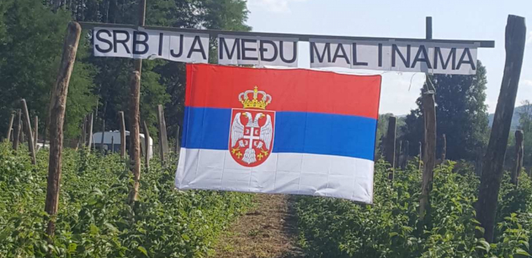 SRBIJA MEĐU MALINAMA Srpska zastava sa ponosom postavljena u malinjaku u Arilju