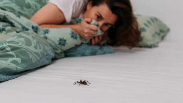 ENTOMOLOG OTKRIO Nikako ne ubijajte pauka ako ga vidite u kući
