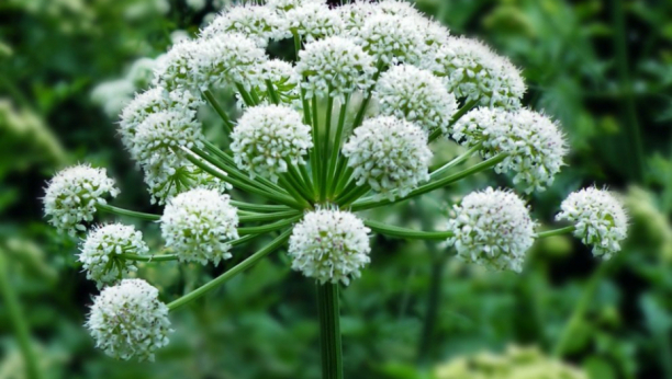 DREVNI LEK KOJI ČINI ČUDA ZA PLUĆA: Ime je dobio po Svetom Aranđelu, deluje protivupalno i suzbija infekcije