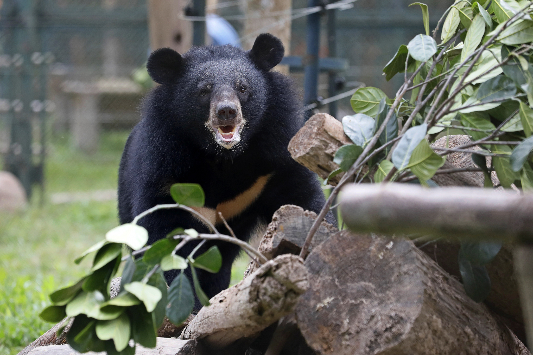 ZORAN ZA DVE GODINE DOBIO STO KILOGRAMA Veliki uspeh biologa na Tari, prvi put u čeku im ušetao isti medved