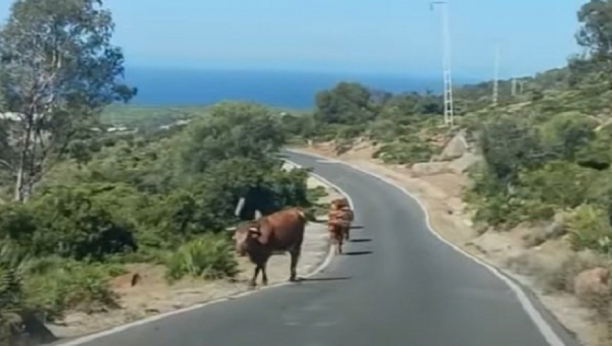NEVEROVATNO SELO Ovde su krave glavni putokazi(VIDEO)