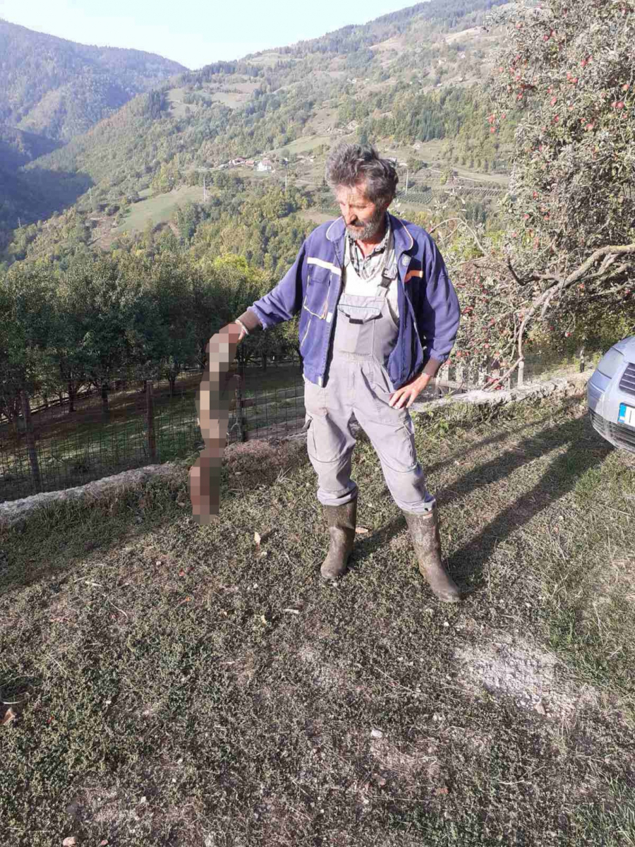 MEDVED PONOVO NAPADA NA GOLIJI Razvalio tor i pojeo ovcu iz stada