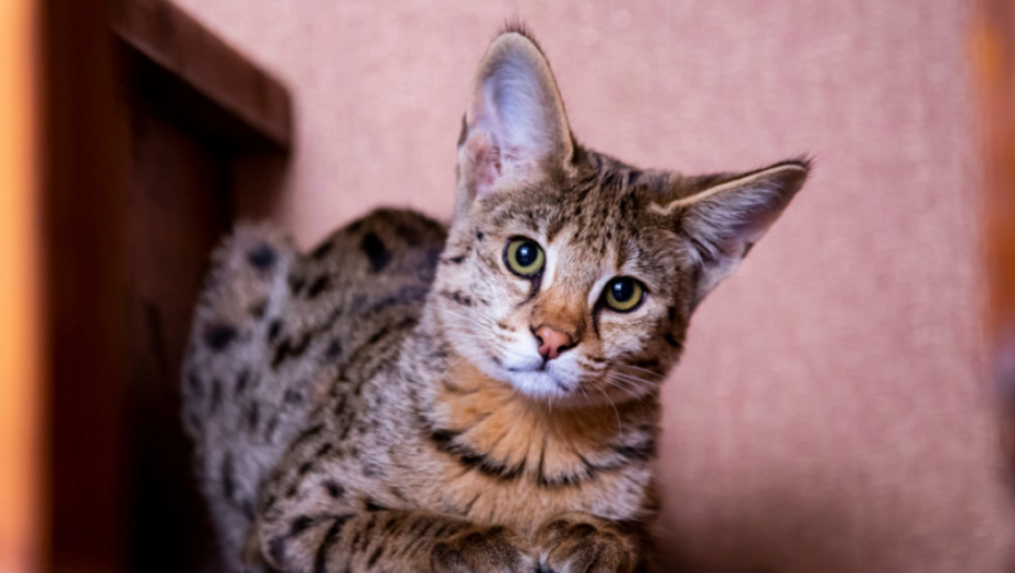 DA LI MAČKE MOGU DA OSETE DA JE VLASNIK TUŽAN? Ovako tumače ljudske emocije