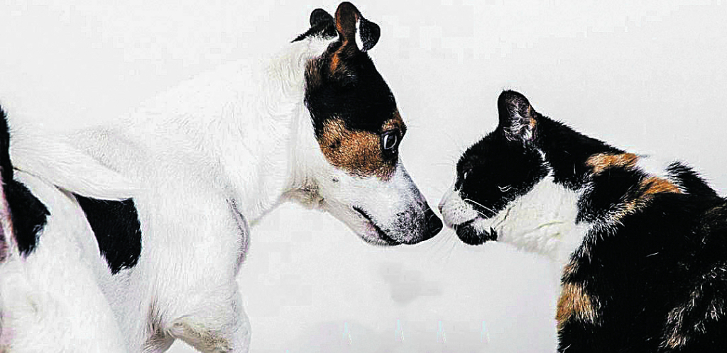 SAZNAJEMO! Da li je CBD ulje bezbedno