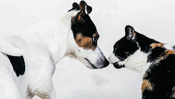 SAZNAJEMO! Da li je CBD ulje bezbedno