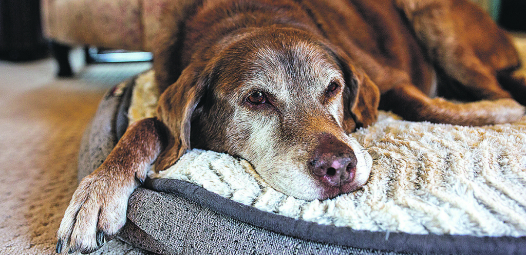 Vaš pas često liže šape? Da li je to razlog za brigu?