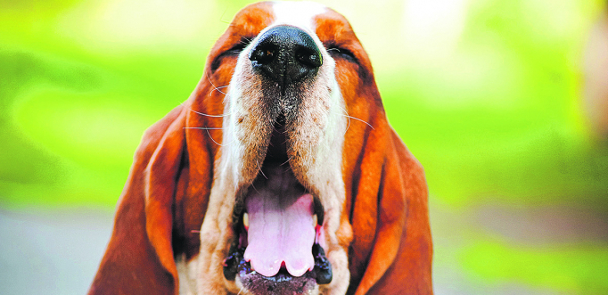 VLASNICI OBRATITE PAŽNJU Zevanje pasa nije samo umor