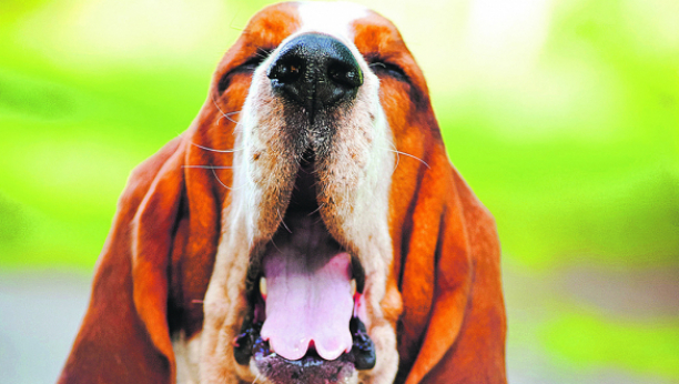 VLASNICI OBRATITE PAŽNJU Zevanje pasa nije samo umor