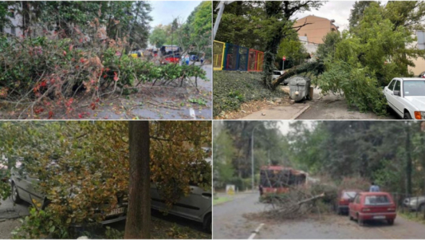 KOŠAVA NAPRAVILA HAOS U Obrenovcu stablo palo na kuću, drvo palo na autobus, krošnja završila na terasi zgrade (FOTO/VIDEO)