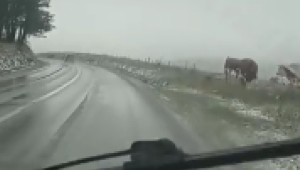 UMESTO MIHOLJSKOG LETA - LJUTA ZIMA Pao sneg na planinama širom Srbije (VIDEO)