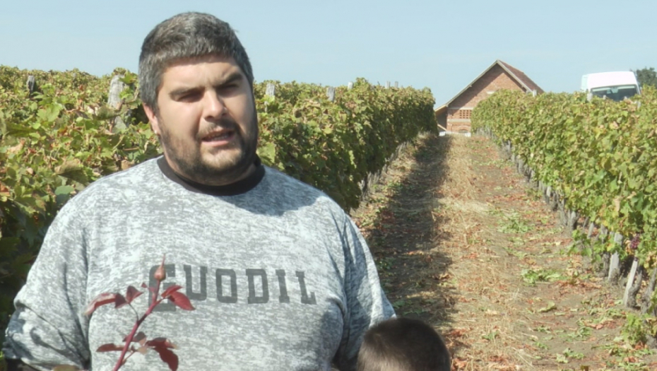 NJIHOVO GROŽĐE JE TRI PUTA VEĆE OD PROSEKA Glišići obaraju sve rekorde, jedan plod teži skoro 2 kilograma (FOTO)