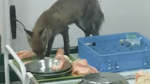 DOLIJALA Uhvaćena lisica iz čačanske bolnice i puštena u prirodu