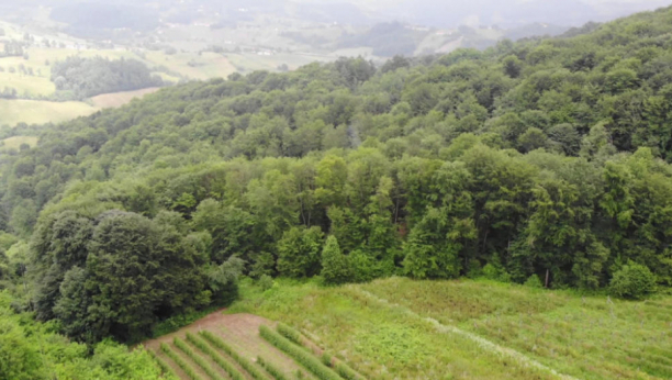 OD ŠUME OSTAJU SAMO PANJEVI Privatni vlasnici se godinama suočavaju sa bespravnom sečom