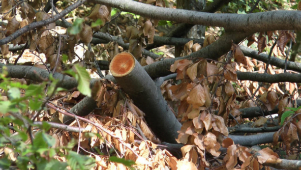 POSTIGNUT DOGOVOR EU zabranjuje uvoz proizvoda nastalih krčenjem šuma