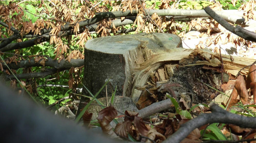 OD ŠUME OSTAJU SAMO PANJEVI Privatni vlasnici se godinama suočavaju sa bespravnom sečom