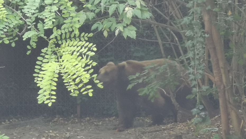 MEŠTANI STRAHUJU ZA SVOJE ŽIVOTE Ponovo medvedi haraju golijskim selima