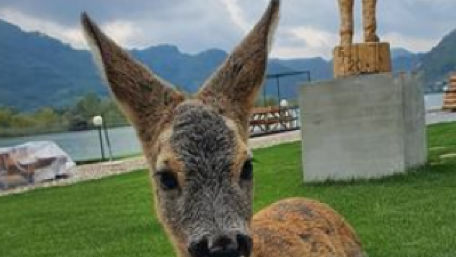 IZVUČENO PROMRZLO LANE IZ ZVORNIČKOG JEZERA Spasili ga ribari i umotali u ćebence!(FOTO)