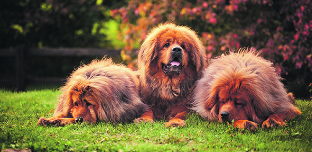 ZOVU GA "BOŽJI PAS" Najskuplje štene na svetu prodato za čak 2 miliona dolara