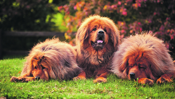 ZOVU GA "BOŽJI PAS" Najskuplje štene na svetu prodato za čak 2 miliona dolara