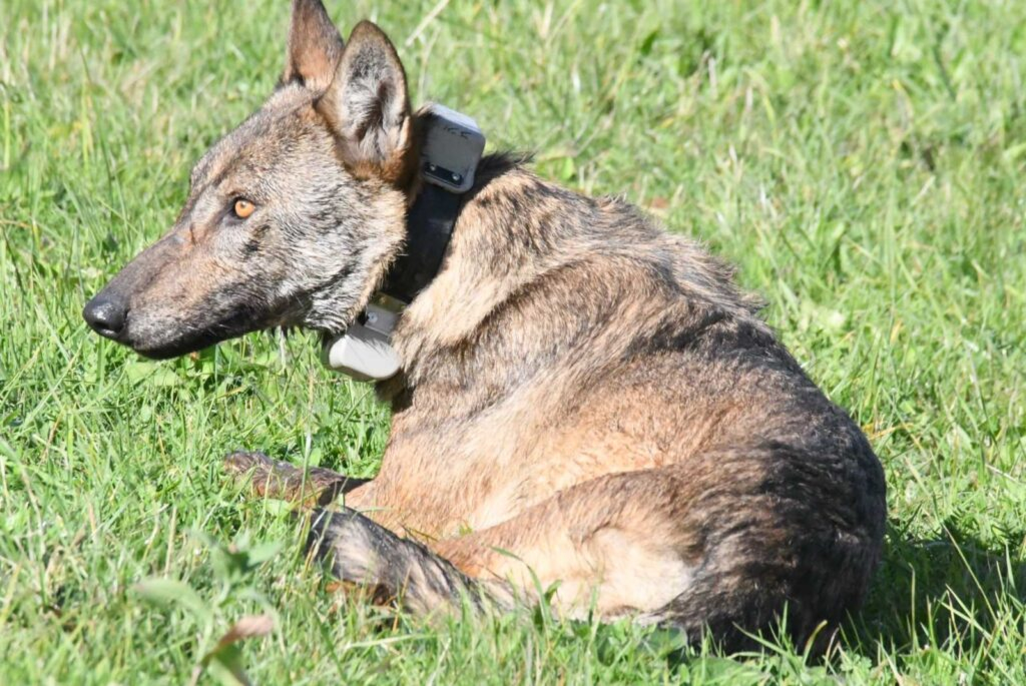 VANDA OSTALA BEZ OGRLICE ZA PRAĆENJE: Biolozi odašiljač pronašli podno planine Ozren, ali od vučice ni traga (FOTO)
