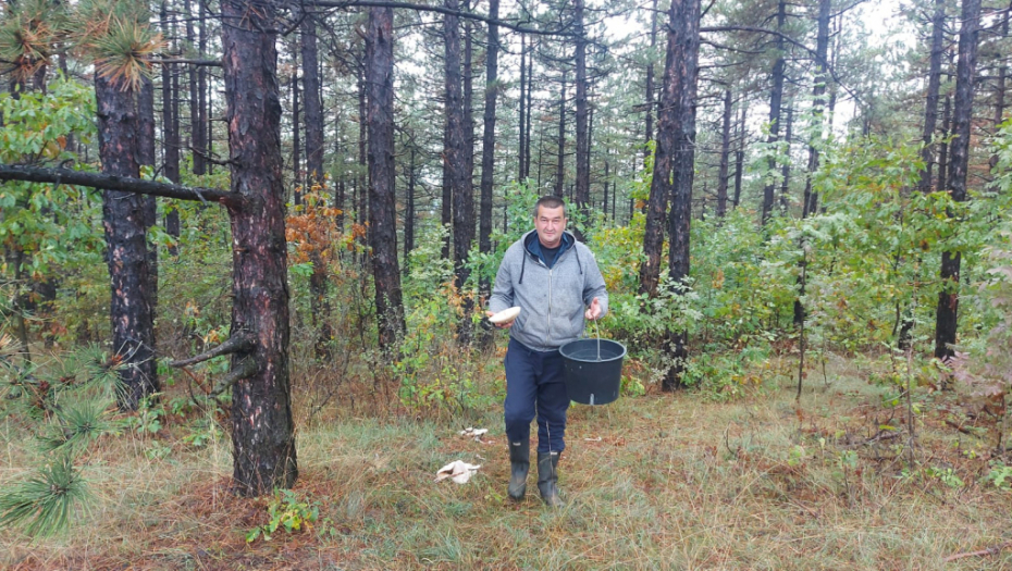 SRPSKI PRIRODNI DELIKATES BOLJI OD TARTUFA Dr Boris Ivančević tvrdi da kod Suvobora rastu gljive koje imaju ukus kao meso! (FOTO)