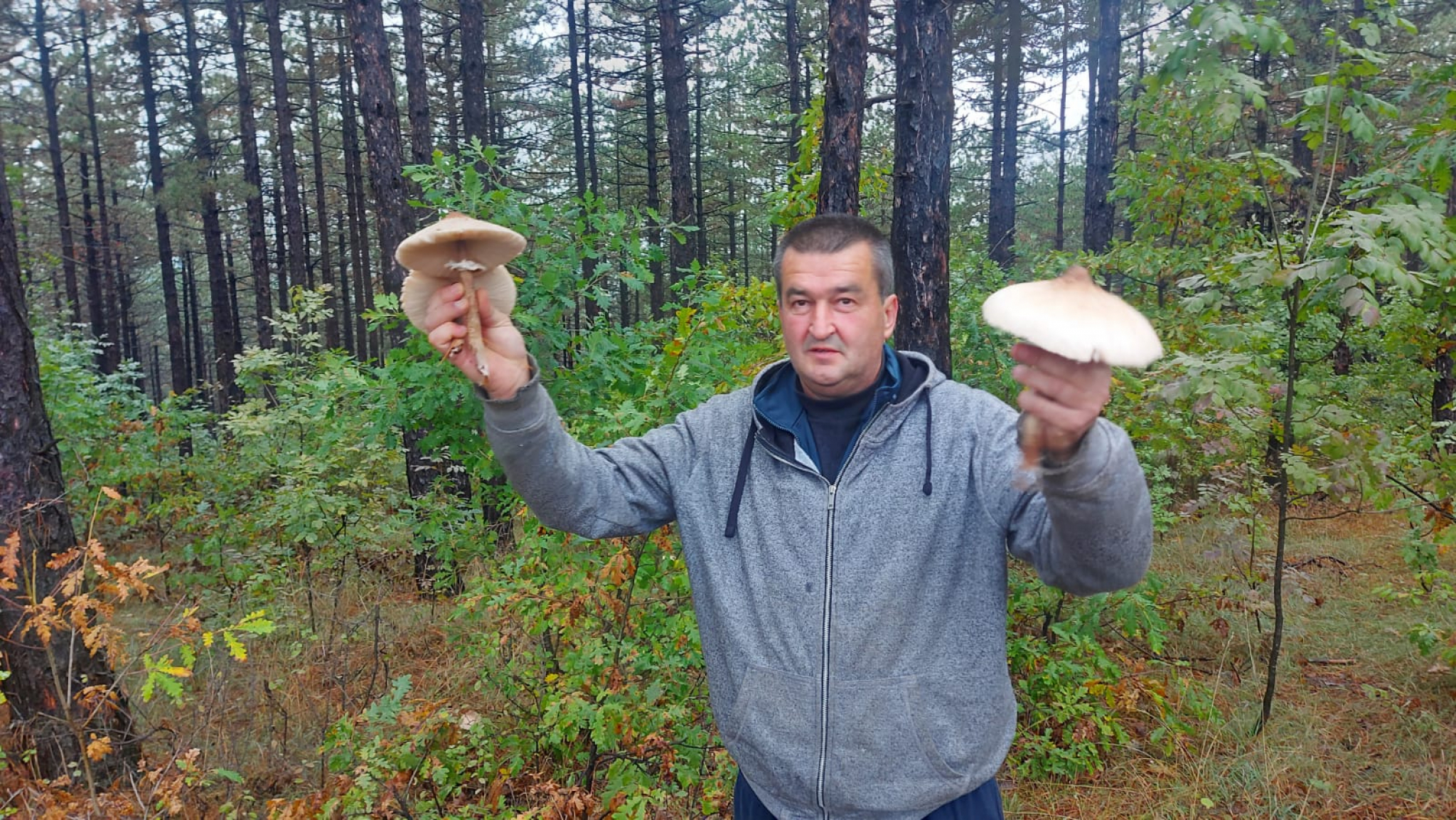 SRPSKI PRIRODNI DELIKATES BOLJI OD TARTUFA Dr Boris Ivančević tvrdi da kod Suvobora rastu gljive koje imaju ukus kao meso! (FOTO)