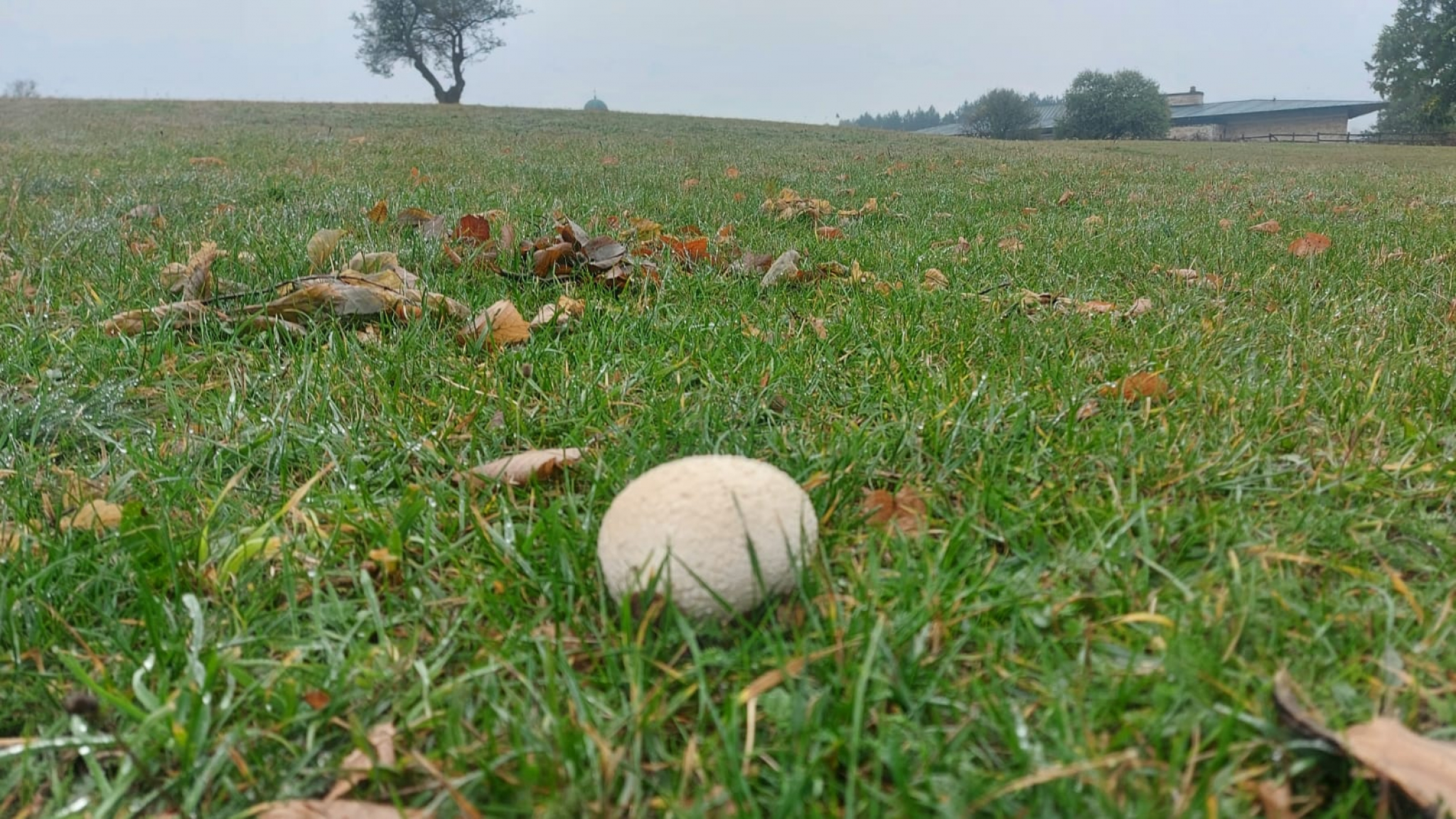 SRPSKI PRIRODNI DELIKATES BOLJI OD TARTUFA Dr Boris Ivančević tvrdi da kod Suvobora rastu gljive koje imaju ukus kao meso! (FOTO)