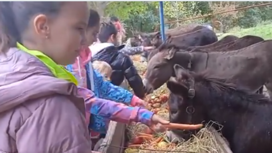 ATRAKCIJA KOD PODGORICE Šezdeset magaraca po ceo dan sluša Mocarta i Betovena(VIDEO)