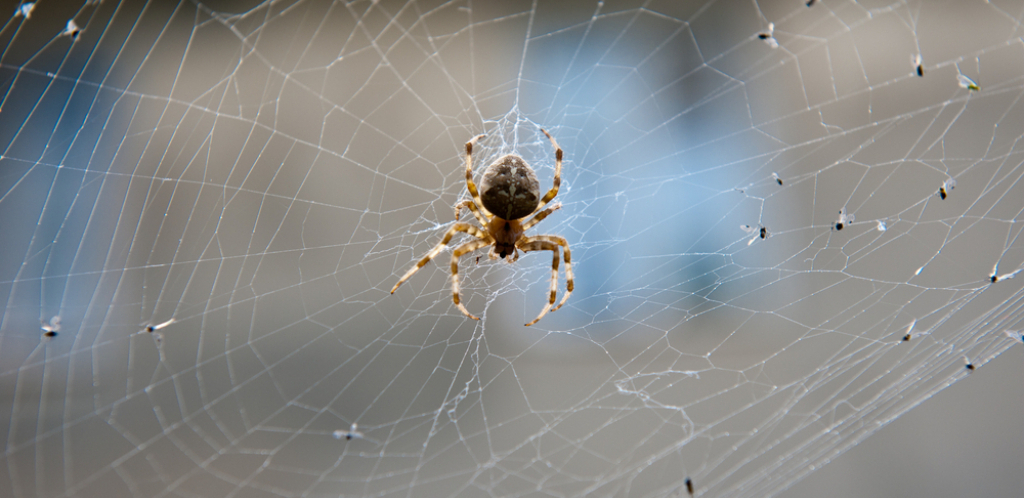 STRUČNJACI SAVETUJU Nikako ne ubijajte pauka u svojoj kući, evo i zbog čega