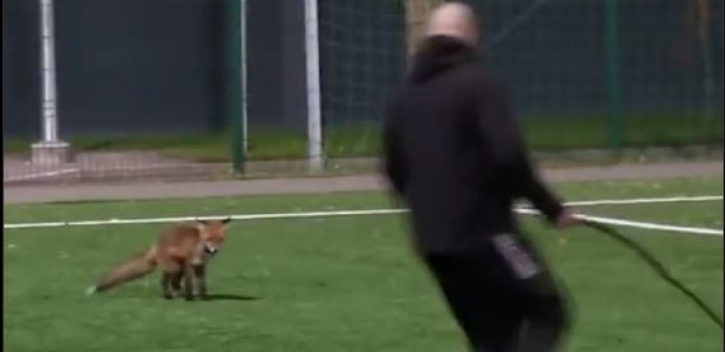 LISICA PSIMA UKRALA ŠOU Tri puta prekidala utakmicu (VIDEO)