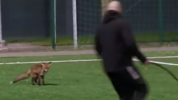 LISICA PSIMA UKRALA ŠOU Tri puta prekidala utakmicu (VIDEO)