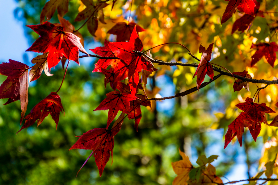 METEOROLOG KOME SE VERUJE: POSLE PROMENA PONOVO LETO Otkrio kakav nas septembar čeka!