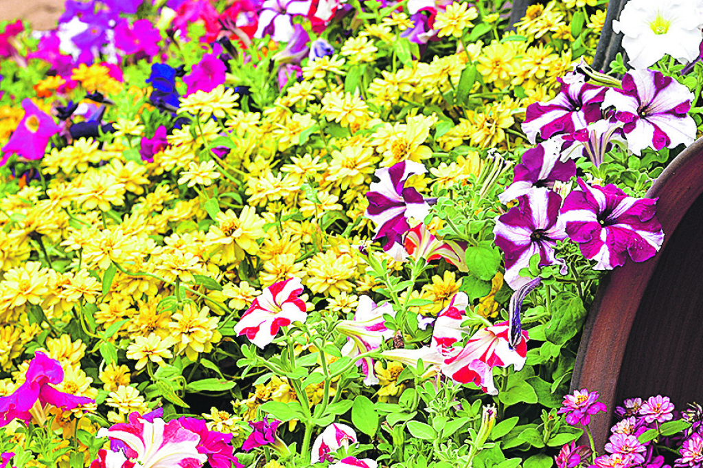 PUZAVICA RASKOŠNE KROŠNJE Ukoliko volite intenzivne boje cvetova do kasne jeseni, bugenvilija je pravi izbor za vas