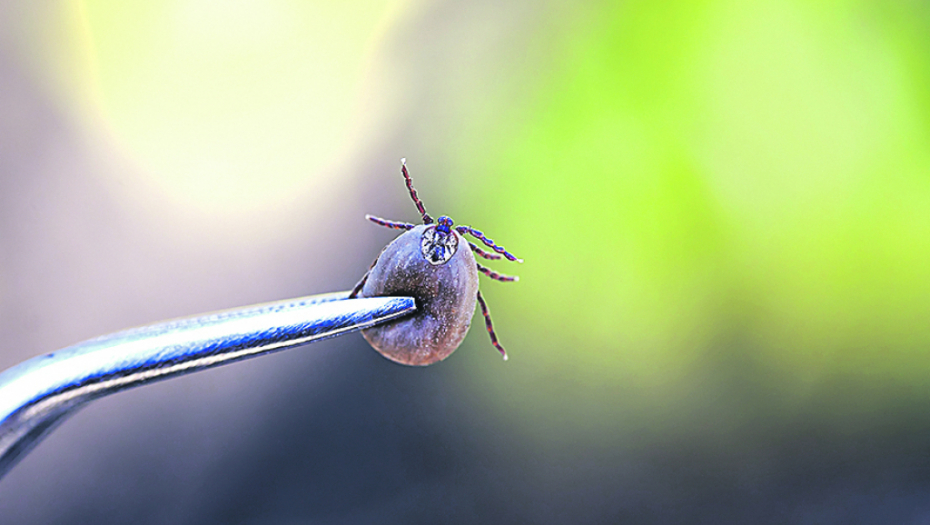 PAZITE SE ZA PRVI MAJ! Ako sretnete neku od ovih životinja evo kako da postupite