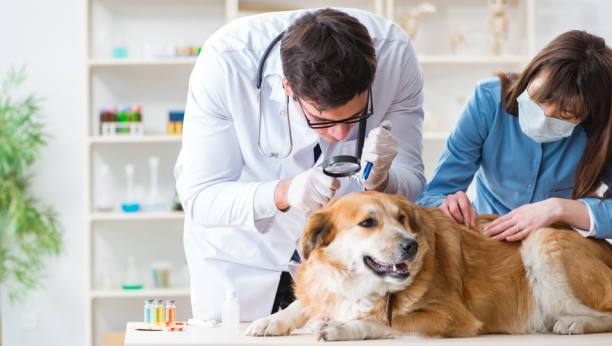 KRVNIK NE PITA ZA GODIŠNJE DOBA Ljudi uglavnom misle da krpelji napadaju tokom proleća i leta, međutim, oni su aktivni tokom cele godine